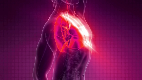 Human Body with Visible Lungs alt