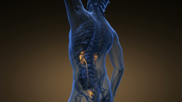 Anatomy Scan of Human Kidneys