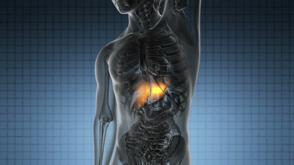 Anatomy Scan of Human Liver alt