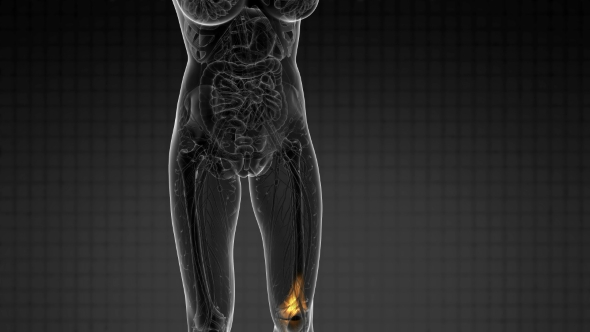 Knee Bones Anatomy alt