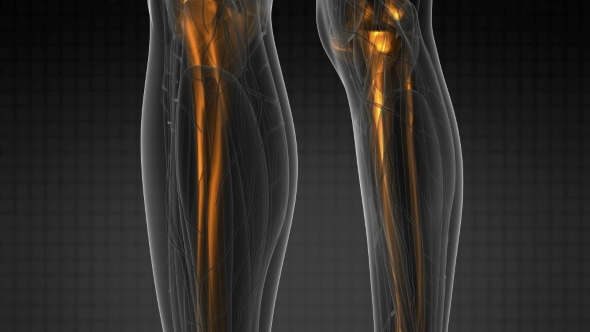 Human Body with Visible Skeletal Bones alt