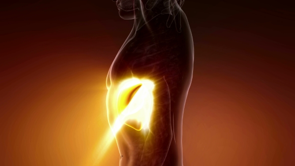 Anatomy Scan of Human Liver alt