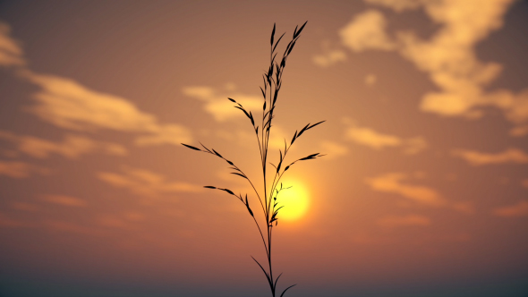 Grass at Sunset