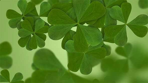 Clover Leaves St Patricks Day Green Background