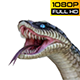 Snake 1 Realistic Pack 3 - VideoHive Item for Sale