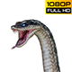 Snake 2 Realistic Pack 3 - VideoHive Item for Sale