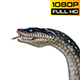 Snake 3 Realistic Pack 3 - VideoHive Item for Sale
