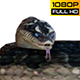 Snake 4 Realistic - VideoHive Item for Sale