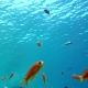 Colorful Fish on Vibrant Coral Reef, Red Sea - VideoHive Item for Sale