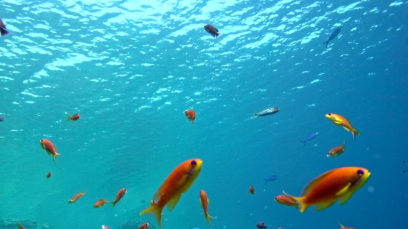 Colorful Fish on Vibrant Coral Reef, Red Sea