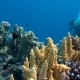 The View of a Diver Exploring a Colorful Reef, Red Sea, Egypt - VideoHive Item for Sale