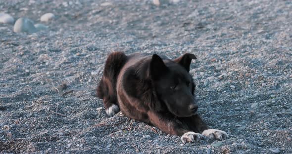 Black Stray Dog Rests on Rocky Beach