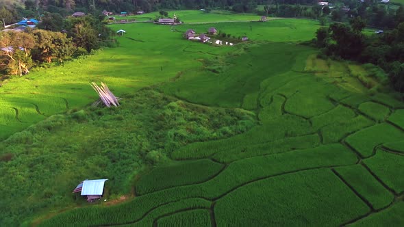 Aerial flight over rice fields in mountain valley during sunset