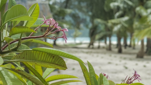 Frangipani Plumeria Flowers on Sunny Day and Palms Moving in Wind