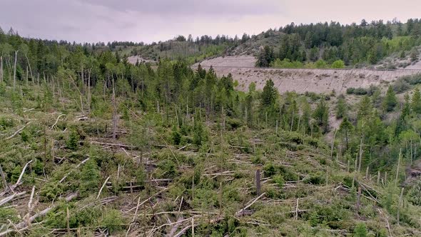 Damage from EF-2 tornado through forest of broken pine trees in Duchesne County