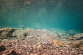 Two Big Salmons in Summer at Bonaventure River - PhotoDune Item for Sale