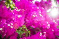 Purple colored blooming Bougainvillea flowers. - PhotoDune Item for Sale