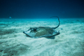 Common Stingray on the ground of the ocean. - PhotoDune Item for Sale