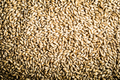 Pilsner Malt Beer Grain Texture - PhotoDune Item for Sale