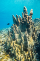 Rare Pillar Corals in the Caribbean Sea - PhotoDune Item for Sale