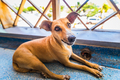 Homeless Tired small dog lying at handrail in Caribbean airport. - PhotoDune Item for Sale