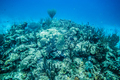 Coral Reef in San Andres Island. - PhotoDune Item for Sale