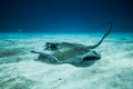 Common Stingray on the ground of the ocean. - PhotoDune Item for Sale