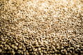 Pilsner Malt Beer Grain Texture - PhotoDune Item for Sale