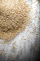 Pilsner Malt Beer Grain Heap on a White Table - PhotoDune Item for Sale