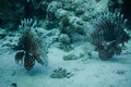 Lionfishs swimming at the ocean ground. - PhotoDune Item for Sale