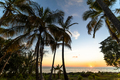 Exotic palms growing at seaside in Caribbean in sunset lights. - PhotoDune Item for Sale