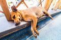 Homeless Tired small dog lying and sleeping in Caribbean airport - PhotoDune Item for Sale