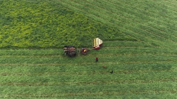 Amish Farm Worker Harvesting the Field in Spring With 4 Horses and 3 Dogs as Seen by a Drone