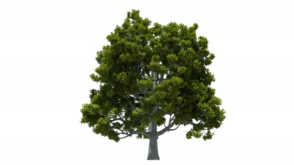 Growing Oak Tree  alt