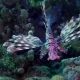 Lion Fish Diving in the Red Sea near Egypt - VideoHive Item for Sale