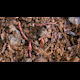Red Worms Crawling - VideoHive Item for Sale