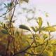 A Branch Green Leaves Sunset - VideoHive Item for Sale