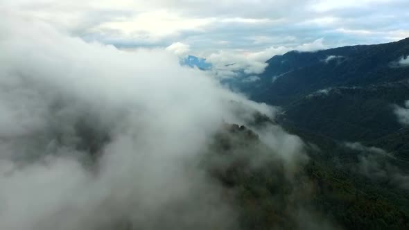 Mountain Fog Forest