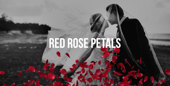 Red Rose Petals