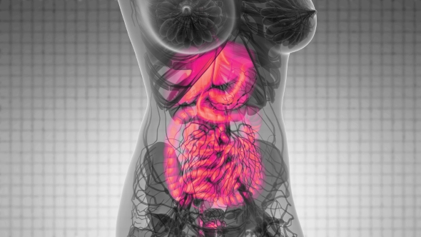 Human Body with Visible Digestive System