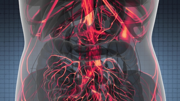 Human Body with Glow Blood Vessels alt