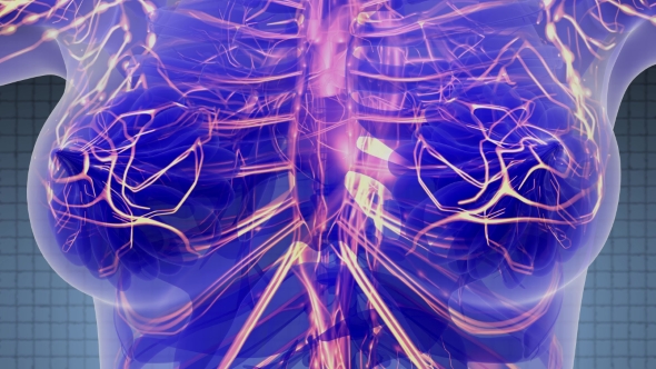 Human Body with Glow Blood Vessels alt