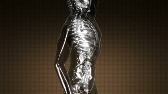 Human Body with Visible Skeletal Bones alt
