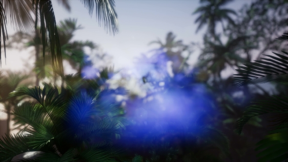 Sunset Beams Through Palm Trees alt