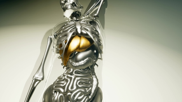 Human Liver Model with All Organs and Bones alt
