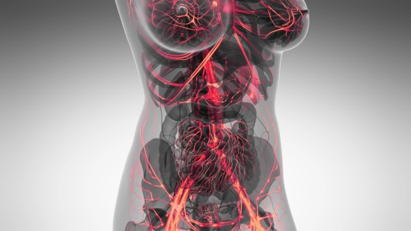 Human Body with Glow Blood Vessels alt