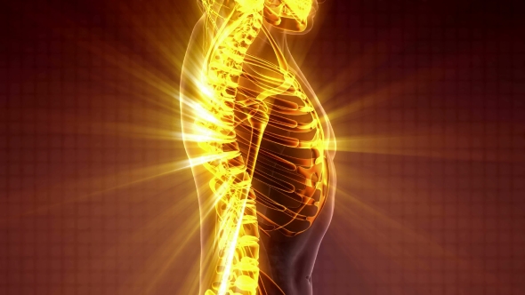 Human Body with Visible Skeletal Bones alt