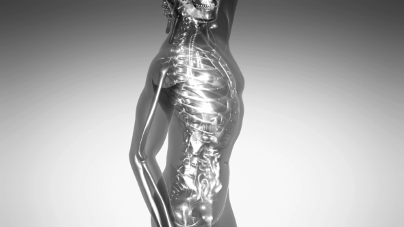 Human Body with Visible Skeletal Bones alt