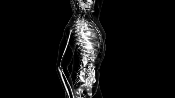 Human Body with Visible Skeletal Bones alt