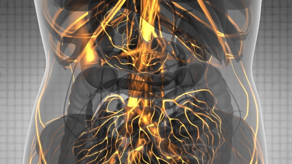 Human Body with Glow Blood Vessels alt